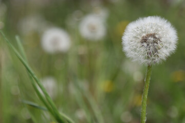 A faded flower of a dandelion plant.