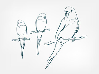 parrot vector line art animal wild life single one line hand drawn illustration isolated © CharlieNati