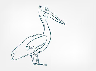 pelican vector line art animal wild life single one line hand drawn illustration isolated