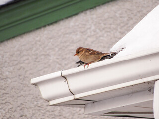 butterfly on a fence