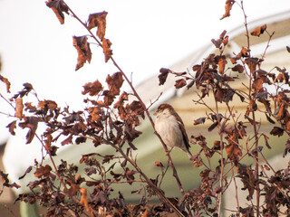 autumn leaves in the snow