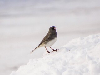 robin in snow
