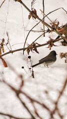 bird in the snow