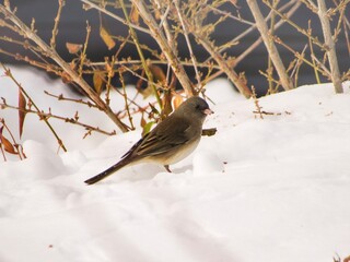robin on the snow