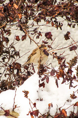 autumn leaves background