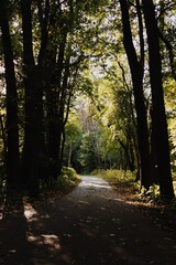 path in the forest