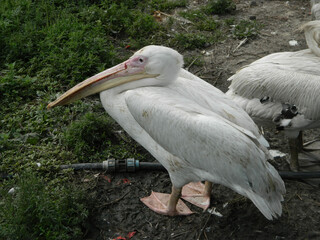 wild animals in the zoo - filmed - close-up