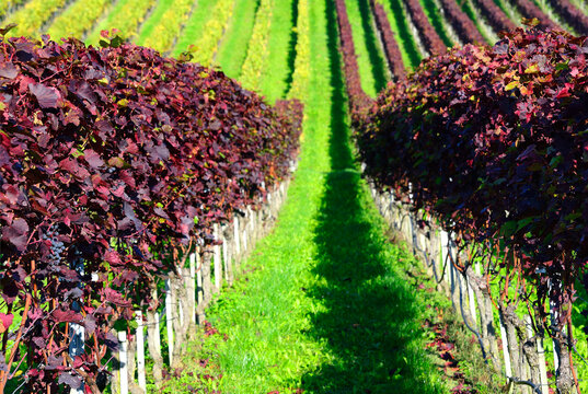 Bougy-Villars, Morges district, canton Vaud, Geneva, Switzerland, Europe - La C&ocirc;te wine region, Teinturier Purple Grapevine or claret grapes, Vitis vinifera Purpurea