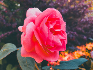 rose - obrazy, fototapety, plakaty