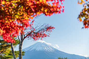 青空に映える富士山と紅葉【山梨県・河口湖】　
Mt. Fuji and autumn leaves shining against the blue sky - Yamanashi, Japan