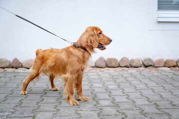 Portrait of a standing brown english cocker spaniel. A beautiful brown haired dog. Adorable pet on a walk. Walking outdoors. Young purebred animal. Open mouth with pink tongue. On a leash. Copy space