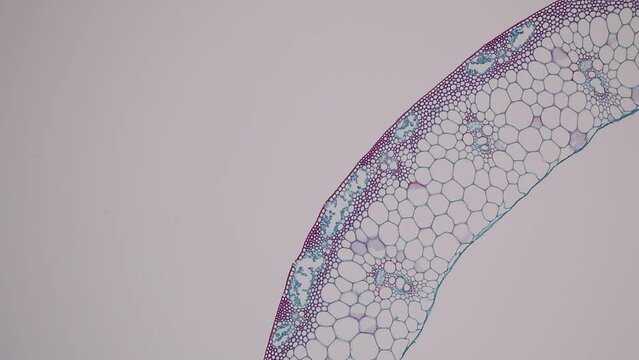 The study of plant tissues under the microscope in the laboratory.
