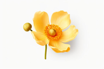 yellow color anemone flower isolated on transparent white background, overlay, stem