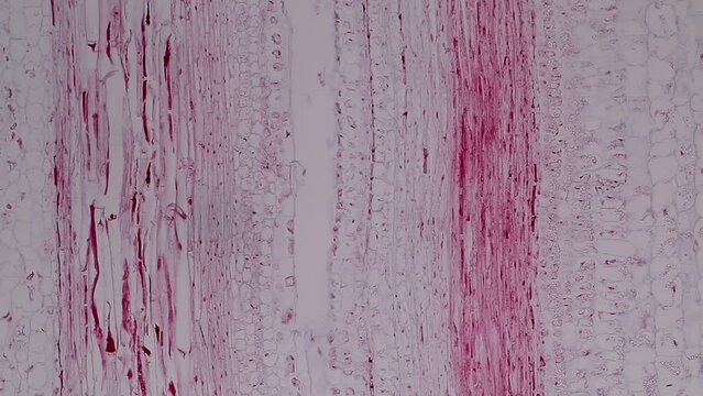 The study of plant tissues under the microscope in the laboratory.