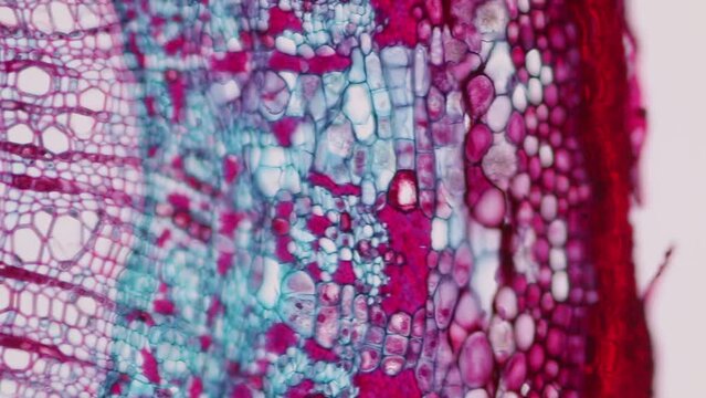 The study of plant tissues under the microscope in the laboratory.