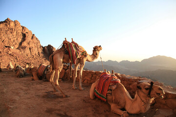 sunrise sky camels enjoy the amazing view in the rocky desert at mount sinai  - obrazy, fototapety, plakaty