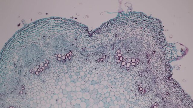 The study of plant tissues under the microscope in the laboratory.