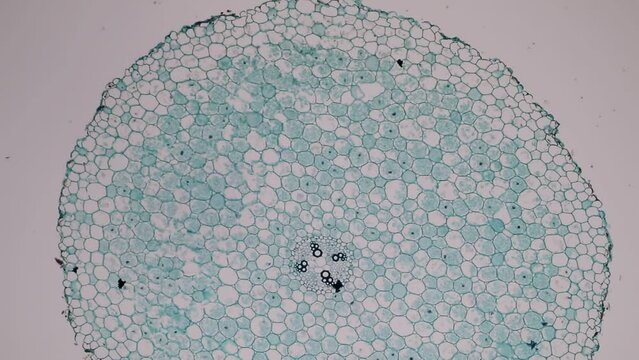 The study of plant tissues under the microscope in the laboratory.