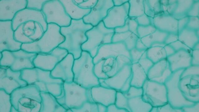 The study of plant tissues under the microscope in the laboratory.
