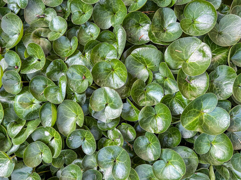 European wild ginger