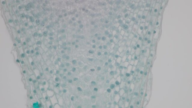 The study of plant tissues under the microscope in the laboratory.