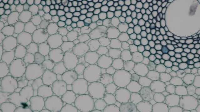 The study of plant tissues under the microscope in the laboratory.