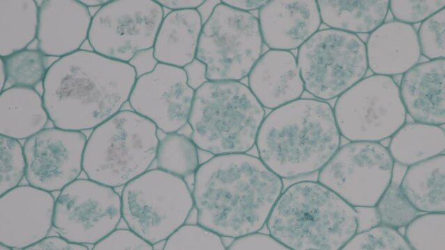 The study of plant tissues under the microscope in the laboratory.