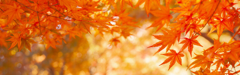 autumn leaves banner