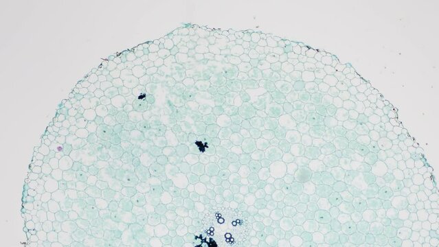 The study of plant tissues under the microscope in the laboratory.