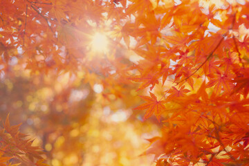 sunshine autumn leaves