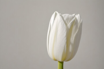 a white tulip