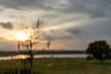 The blurred background of the tops of the grass was the setting sun.