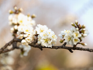 white cherry blossom