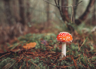 a beautiful red spotted amanita mushroom grows in the autumn forest.