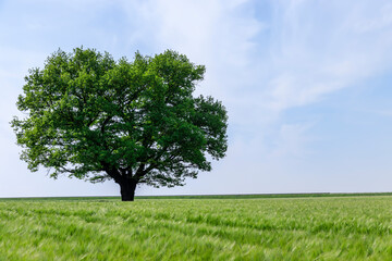 Fototapeta na wymiar one oak with green foliage in the summer field