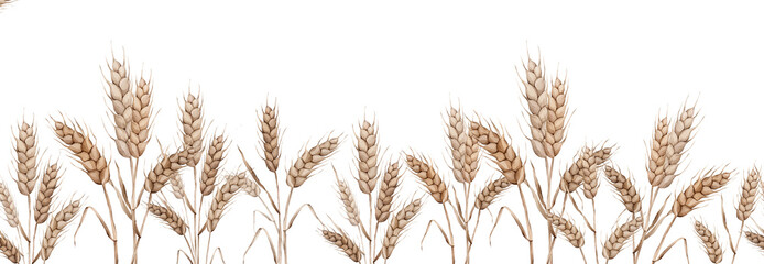 Seamless border of Ears of wheat. Autumn harvest, crops. Watercolor hand painting illustration on isolate white background. For design bakery, home products, packaging, restaurant menu element
