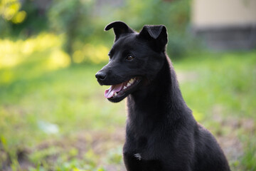 portrait of a beautiful young black dog with a blurred background