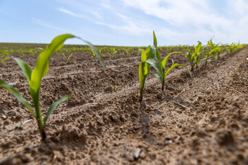 green corn sprouts in the spring season, an agricultural field