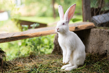 a beautiful white domestic rabbit is grazing and walking outdoors