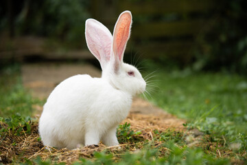a beautiful white domestic rabbit is grazing and walking outdoors