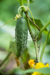 fresh green cucumbers grow in a greenhouse
