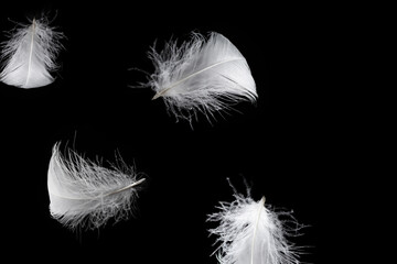 White feather isolated on a black background.