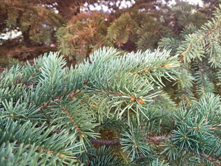 pine tree branches