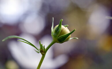 Knospe eines wei&szlig;en Schmuckk&ouml;rbchens