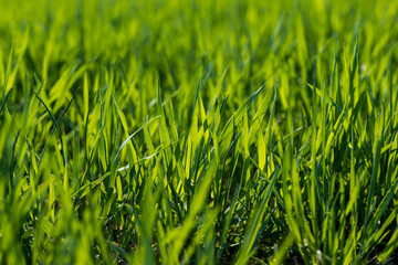 a new wheat crop in the spring season, new sprouts