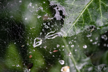 close-up of water droplets on the web between the leaves