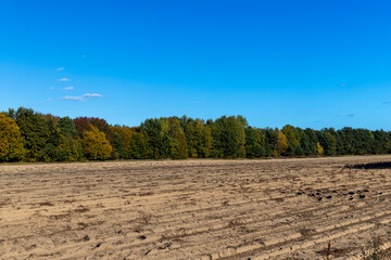 Autumn forest with trees during leaf fall