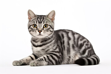 A American Shorthair Cat isolated on white plain background