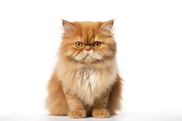 A Persian Cat isolated on white plain background