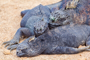 A group of marine iguanas (Amblyrhynchus cristatus), also known as the sea iguanas, a species of black iguana found only on the Galápagos Islands (Ecuador)